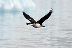 13C Blue-eyed Shag Bird Flies Near Cuverville Island From Zodiac On Quark Expeditions Antarctica Cruise